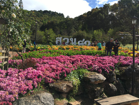 angkhang mountain flower zone,Chiangmai Thailandの写真素材