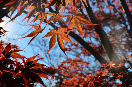 Mt. Fuji, Japan at Lake Kawaguchi during the autumn season.