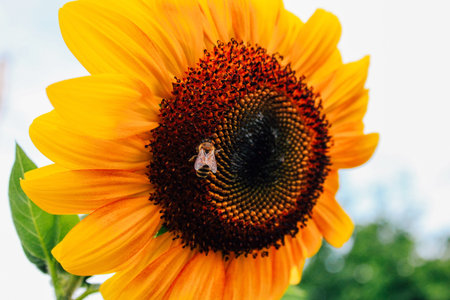 Close up Sunflowers and flying bee. Summer, plant pollination, honey production