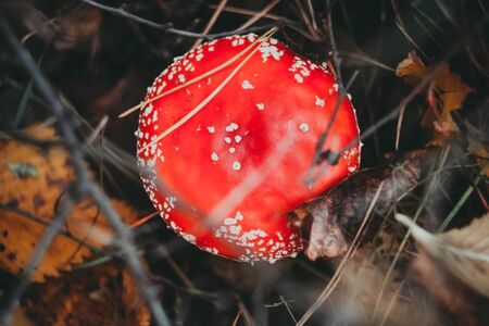 Wild Fly Agaric with red cup mushroom is beautiful mushroom but very toxic. The Fly Agaric or Fly Amanita (Amanita muscaria) is now primarily famed for its hallucinogenic properties in autumn forestの写真素材