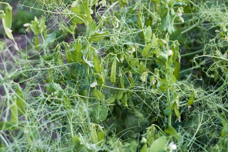 young green peas growing in a field. pea mustache, green sproutsの写真素材