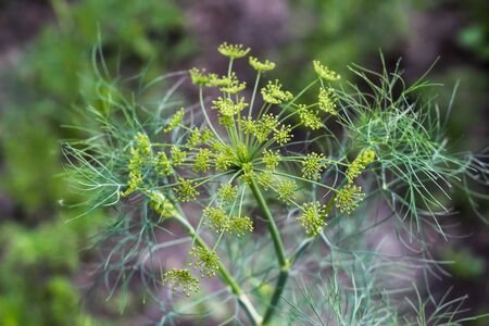 fennel inflorescence large plan. flowering dillの写真素材