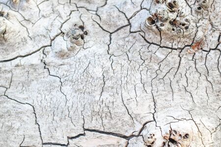 wood texture with cracks, cut wood. background for designersの写真素材