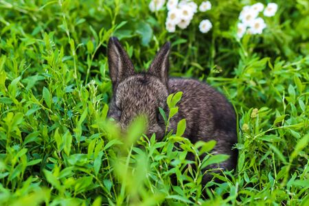 little fluffy rabbit lurking in the green grass. Little bunny in the meadowの写真素材