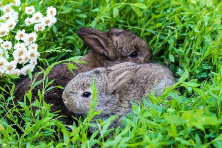 two little fluffy bunny in the green grass. Young rabbits in a meadowの写真素材