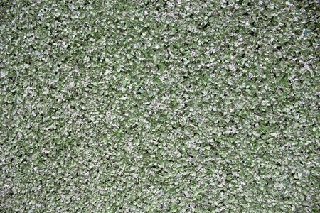 texture, background for designers. green colored gravel wallの写真素材