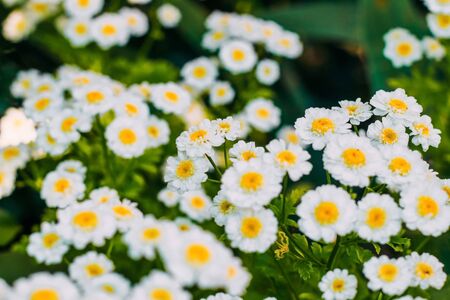 garden daisy closeup in the garden. Small flowers with white petals and yellow middleの写真素材