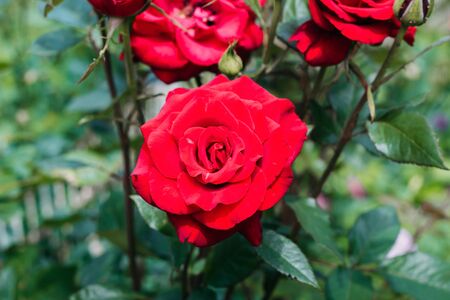 Beautiful red roses in the garden on a green background. Close-up. Rose leavesの写真素材