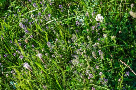 thyme grows in a wild field close up. Thyme Blossomの写真素材