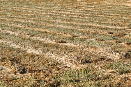 mowed wheat. rows of wheat on a field in rowsの写真素材