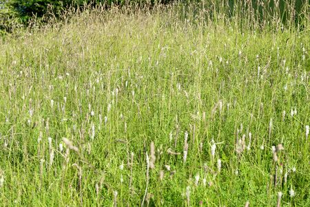 grass in the field close-up. grass texture, background for designersの写真素材