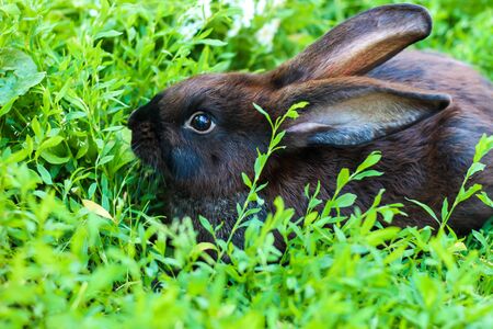 big black with brown rabbit walks on a green lawn. Large pet rabbitの写真素材