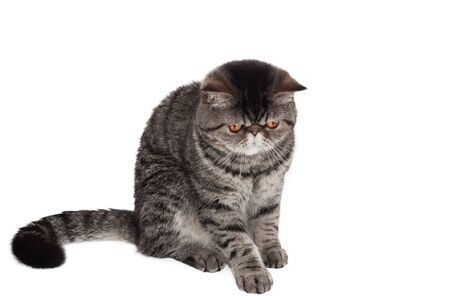 Cat of breed a exotic shorthair black tabby on a white background. sitting side ways with tail behind body.の写真素材