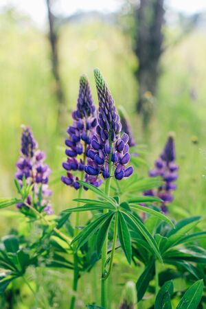 beautiful and bright lupine blooms on the field. Wild flower, unusual color plantの写真素材