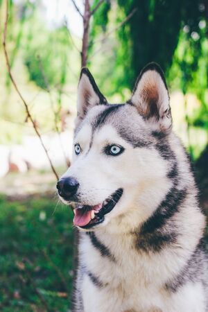A close-up portrait of beautiful Siberian husky who sits at green grass at park. A young grey & black &  white female husky bitch has blue eyes. There are lot of white colored flowers and greeneryの写真素材