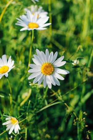Field of camomiles at sunny day at nature. Camomile daisy flowers, field flowers, chamomile flowers, spring dayの写真素材