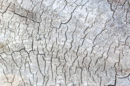 wood texture with cracks, cut wood. background for designers. close-upの写真素材