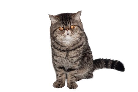 The tabby cat of breed exotic shorthair with orange large eyes sits on a white background. Isolateの写真素材