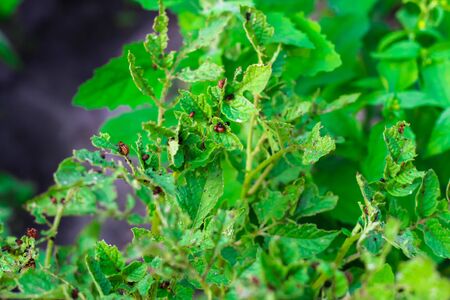 Colorado potato beetle larvae sit on the leaves of a potato and eat it. Naked tops of potatoes. pests eat greensの写真素材