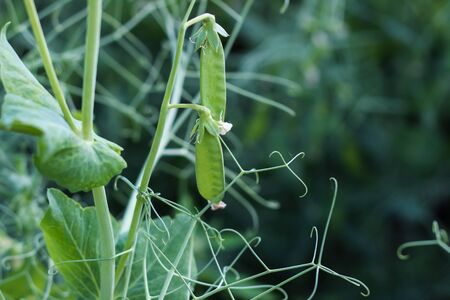 young green peas growing in a field. pea mustache, green sproutsの写真素材