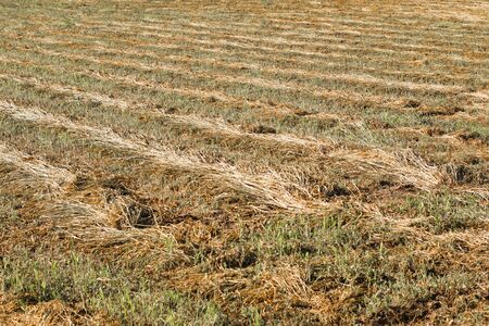 mowed wheat. rows of wheat on a field in rowsの写真素材