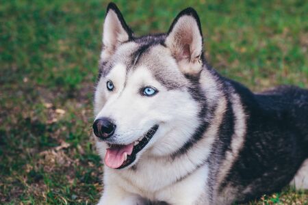 A close-up portrait of a beautiful Siberian husky who sits at green grass at park. A bit gray and blue eyes. There are lots of white flowers and greeneryの写真素材