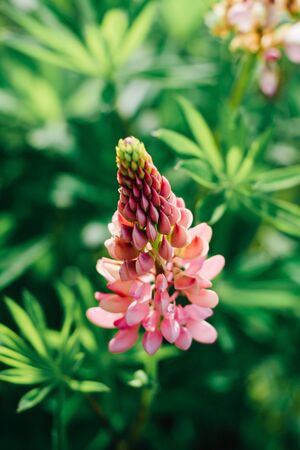 beautiful and bright lupine blooms on the field. Wild flower, unusual color plantの写真素材