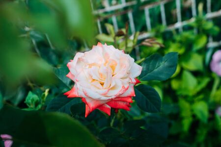 two-tone white rose with red in the garden on a green background. view from above. space for textの写真素材