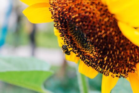 Close up Sunflowers and flying bee. Summer, plant pollination, honey productionの写真素材