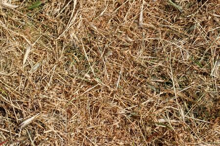 Texture, background dry mown grass sunny dayの写真素材