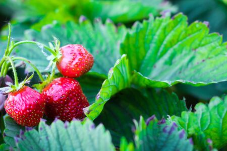 three strawberries are growing on the background of foliage. red ripe berriesの写真素材