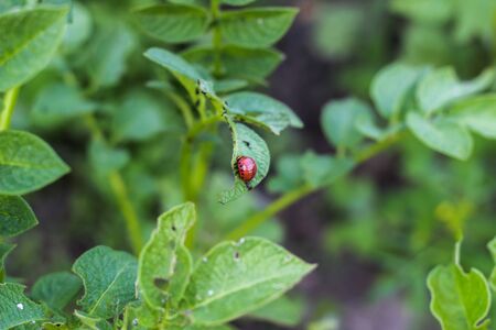 the larva of the Colorado potato beetle sits on the leaves of a potato and eats it. Eaten potato leavesの写真素材
