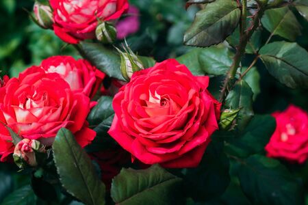 Beautiful red roses in the garden on a green background. Close-up. Rose leavesの写真素材