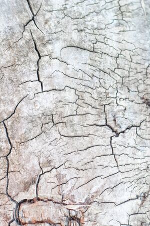 wood texture with cracks, cut wood. background for designers. close-upの写真素材