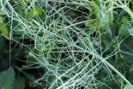 young green peas growing in a field. pea mustache, green sproutsの写真素材
