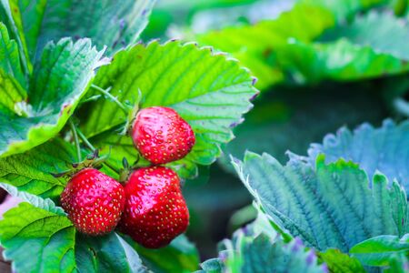 three strawberries are growing on the background of foliage. red ripe berriesの写真素材