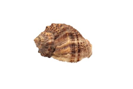 empty sea shell, isolated on white background, Marine shell closeup, brown clam shellの写真素材
