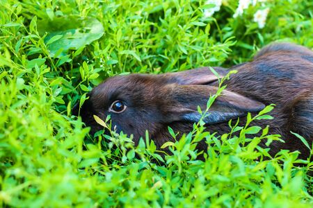 big black with brown rabbit walks on a green lawn. Large pet rabbitの写真素材
