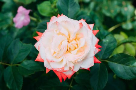 two-tone white rose with red in the garden on a green background. view from above. space for textの写真素材