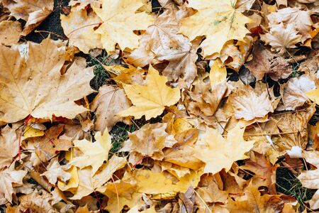 Carpet of colorful autumn leaves of canadian mapleの写真素材