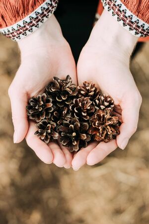 fir cones in the hands of a girl. Autumn atmosphereの写真素材