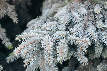 branch of blue spruce. Christmas blue tree in the parkの写真素材