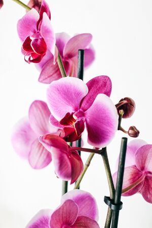 Pink orchid on a white background.の写真素材