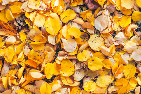 Yellow carpet made of yellow leaves. Space for text.の写真素材