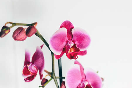 Pink orchid on a white background.の写真素材