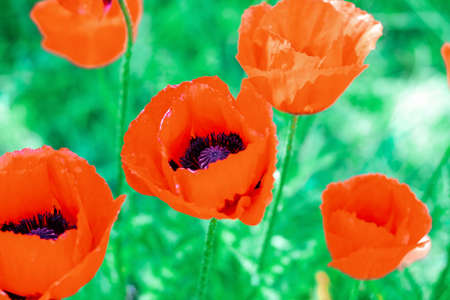 Red poppy with black center in the garden close up.の写真素材