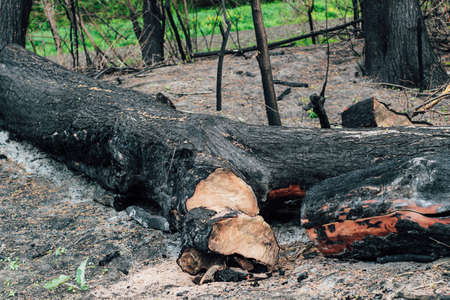 Burnt wood texture, coals. Consequences of a forest fire.の写真素材