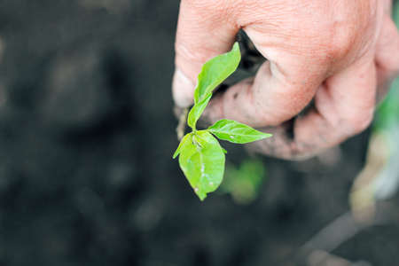 farmer's hands plant green seedlings in fresh soil. Gardening.の写真素材