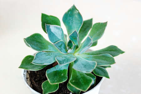 Echeveria succulent grown at home on white background.の写真素材