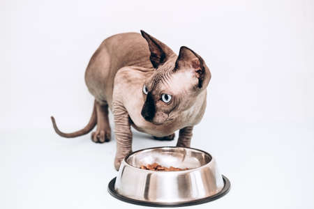 A full-length Canadian Sphynx with blue eyes eats dry, balanced food. Hairless hypoallergenic cat.の写真素材